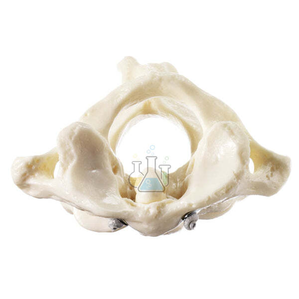 First and Second Cervical Vertebrae Model